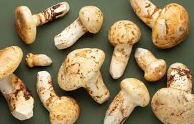 the matsutake mushroom finding