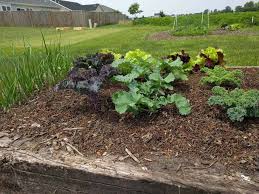 are raised garden beds better than in