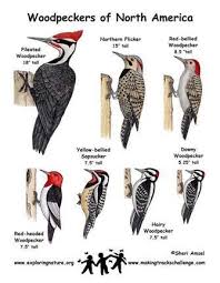 Woodpecker Identification Chart Exploring Nature