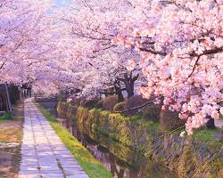 哲学の道 桜の画像
