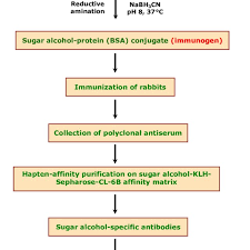 Flow Chart For The Generation Of Sugar Alcohol Specific Igg