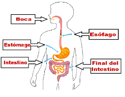 Resultado de imagen de sistema digestivo para niÃ±os