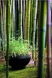 yes bamboo garden do at home