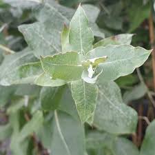 There are over seven hundred species of eucalyptus. Eucalyptus Globulus Young Leaves