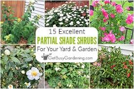 15 partial shade shrubs for your yard