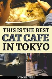 Reservations required for the cat lounge. Why The Mocha Cat Cafe In Harajuku Is The Best Cat Cafe In Tokyo Cat Cafe Japan Vacation Japan Travel