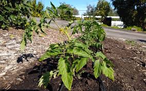 Plant Tomatoes In Southern California