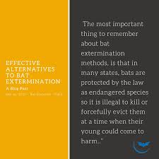 bat extermination