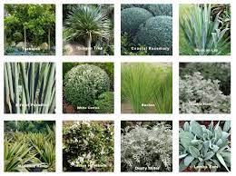 Coastal Plants For Sydney Beachside