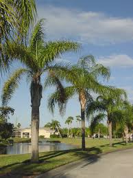 If you've been thinking i want to sell my palm tree guess what.we buy slow growing palm trees that we purchase from homeowners. Silverqueen Robust Queen Palm Syagrus Romanzoffianum Litoralis Urban Tropicals