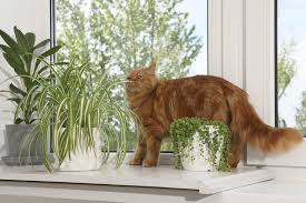 Plants Toxic To Cats A Guide For Cat