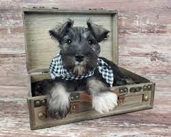 alabama miniature schnauzer puppies for
