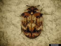 Carpet beetles can actually eat any animal product that comes into its contact. Finding And Removing Variegated Carpet Beetles Osu Extension Service