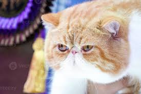 short persian cat face short nose
