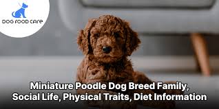 miniature poodle dog breed family