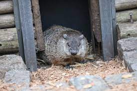 Groundhog Day 2023 Ceremony Staten Island Chuck S Prediction To Be  gambar png