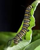 what-is-the-best-milkweed-for-monarch-butterflies