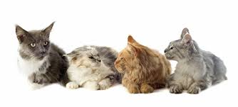 For this reason when a group of wild cats. What Is A Group Of Cats Called Interesting Facts Kitty Cats Blog