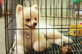 stop your dog from in the crate