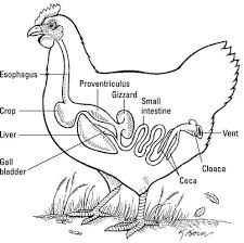 The Digestive System Of A Chicken Dummies