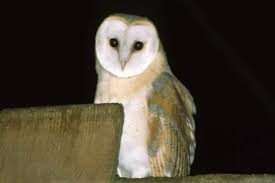 Homes Needed For Barn Owls In East Cork