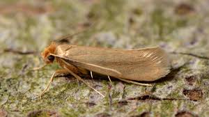 Species of food moths can get into your house through contaminated foods purchased from the grocery store or a farmer's market. Curious Kids How Do Moths Eat Our Clothes