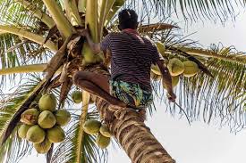 growing coconut trees how to plant and