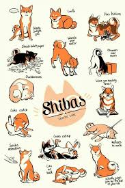 Shiba Inu The Dog That Is Actually A Cat Shiba Inu