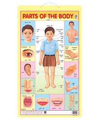 Photos Body Parts Chart In English Human Anatomy Library