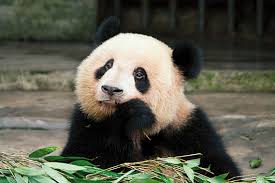 panda velka mlade