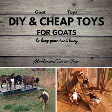 diy goat toys toys to keep your