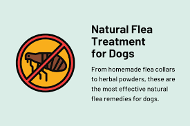 natural flea treatment for dogs 7 eco