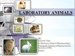 Laboratory Animals Ppt Authorstream
