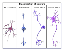 name diffe types of neurons and