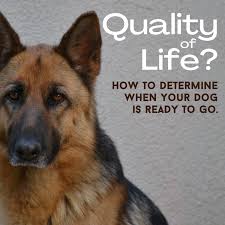 What do you need to prepare? How To Determine A Dog S Quality Of Life Pethelpful