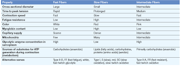 Properties Of Skeletal Muscle Fiber Types Skeletal Muscle