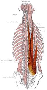 How skeletal muscles are named? Erector Spinae Muscles Wikipedia