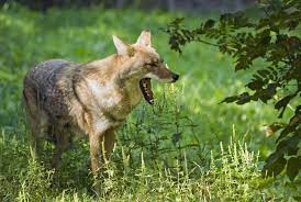 Red Wolf Stock Photo Image Of Wild Wildlife Teeth 29774086 gambar png