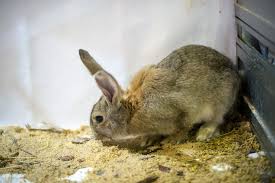 6 best litter for rabbits march 2022