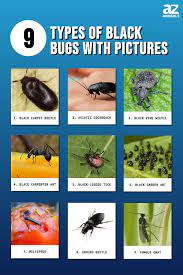 9 types of black bugs with pictures and