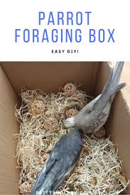 how to make a parrot foraging box in