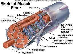 a p ch 10 muscle tissue w prac