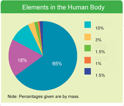 human body diagram quizlet
