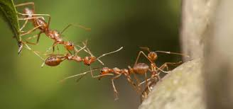 Sie können störende ameisen im garten bekämpfen, sollten sie aber möglichst nicht töten. Ameisen Im Garten Ameisen Bekampfen Das Gartenmagazin