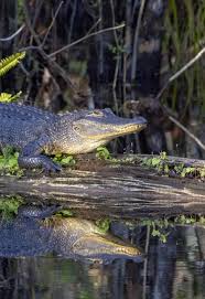 American Alligator (Alligator mississippiensis) | U.S. Fish & Wildlife  Service