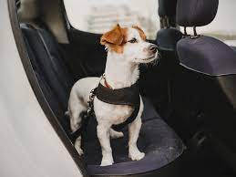 Dog Car Safety How To Keep Your Dog