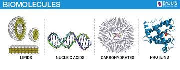 biomolecules carbohydrates proteins