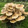 Honey Fungus mushrooms from article 40 edible mushrooms veganliftz.com