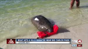 Manatee Hit And Killed By Boat At Big Carlos Pass Near Fort