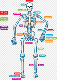 We refer to an integrated unit as an organ system. Human Skeleton Human Body Anatomy Teacher Children Decorate Blackboard Stars With Rainbow Ba Text Hand Png Pngegg